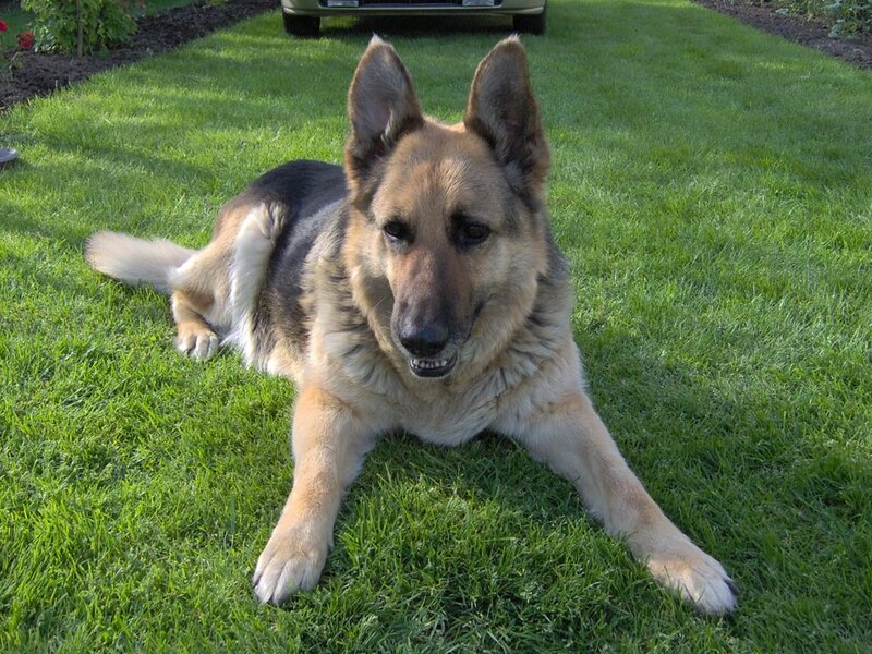 German Shepherd Dog — Green, Calm, Afternoon, Photograph, Grass, Car