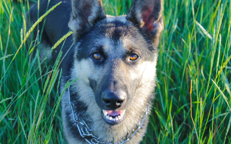 German Shepherd Dog — Green, Calm, Afternoon, Photograph, Grass, Chain Collar