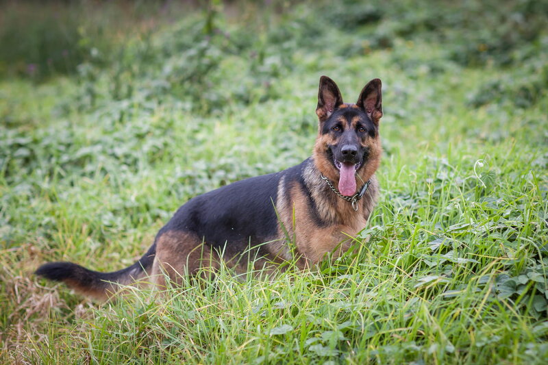 German Shepherd Dog — Green, Calm, Afternoon, Photograph, Grass, Collar