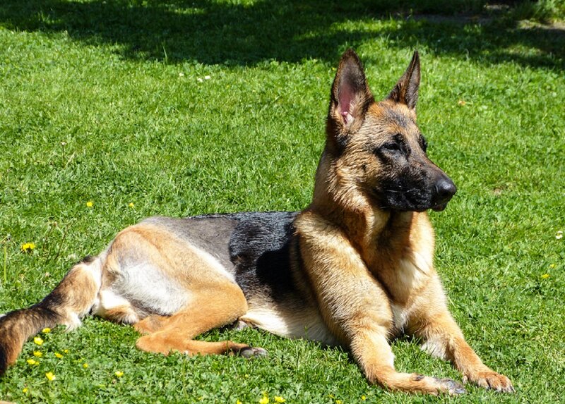 German Shepherd Dog — Green, Calm, Afternoon, Photograph, Grass, Dandelions