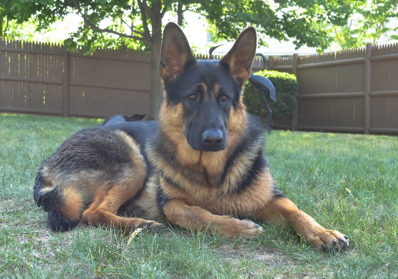 German Shepherd Dog — Green, Calm, Afternoon, Photograph, Grass, Fence, Tree