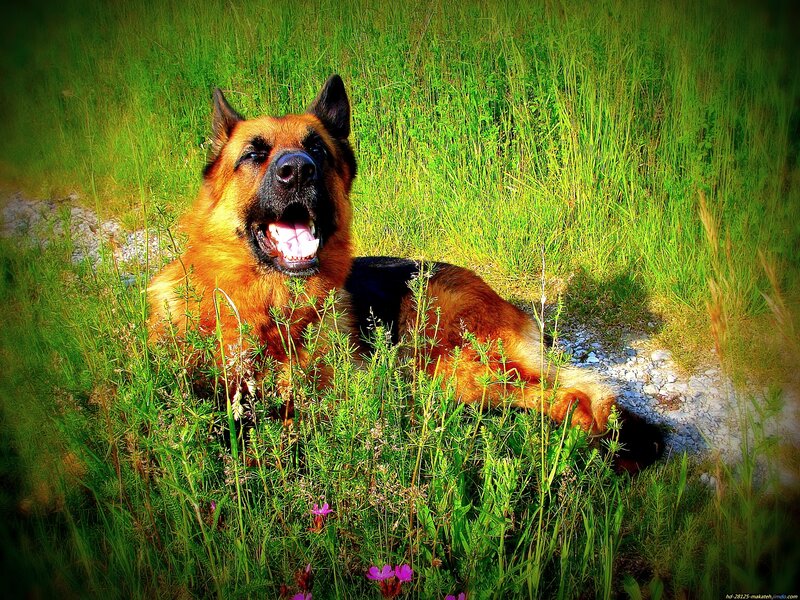 German Shepherd Dog — Green, Calm, Afternoon, Photograph, Grass, Flowers, Path