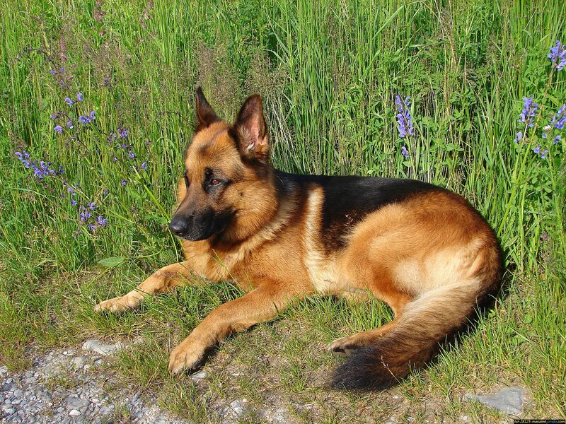 German Shepherd Dog — Green, Calm, Afternoon, Photograph, Grass, Flowers