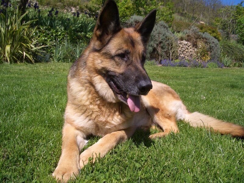 German Shepherd Dog — Green, Calm, Afternoon, Photograph, Grass, Garden
