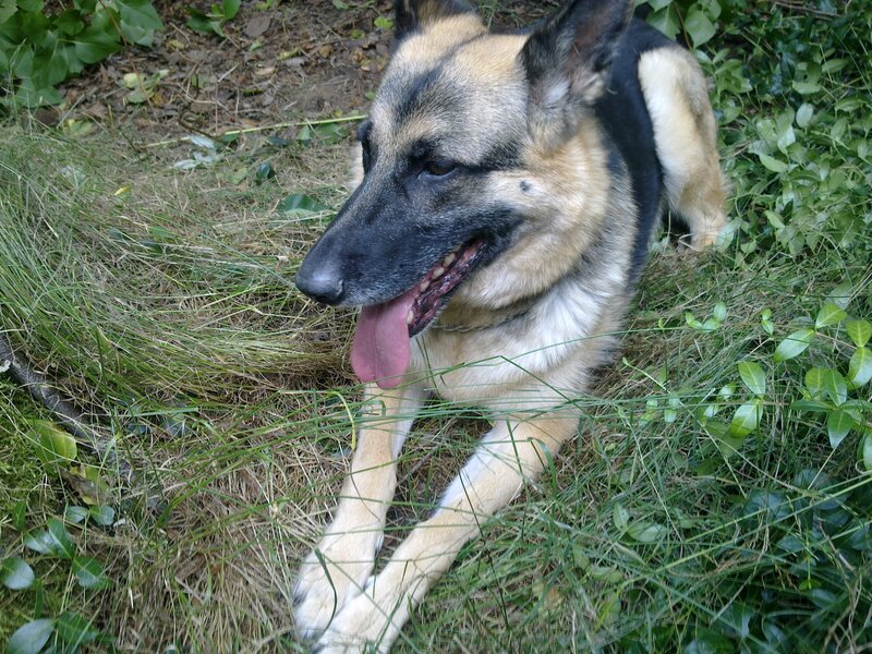 German Shepherd Dog — Green, Calm, Afternoon, Photograph, Grass, Leaves
