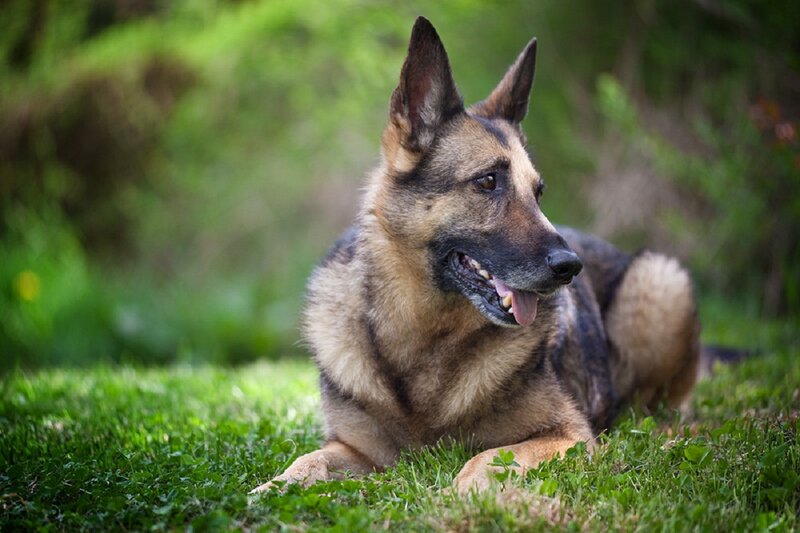 German Shepherd Dog — Green, Calm, Afternoon, Photograph, Grass, Outdoor