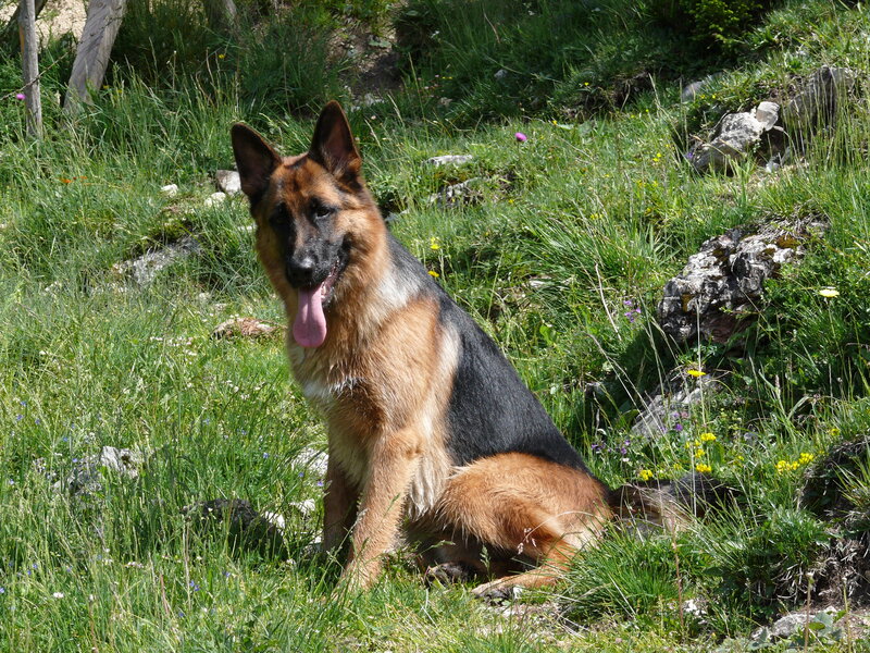 German Shepherd Dog — Green, Calm, Afternoon, Photograph, Grass, Rocks
