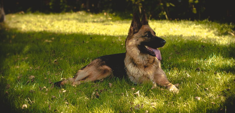 German Shepherd Dog — Green, Calm, Afternoon, Photograph, Grass, Sunlight, Leaves