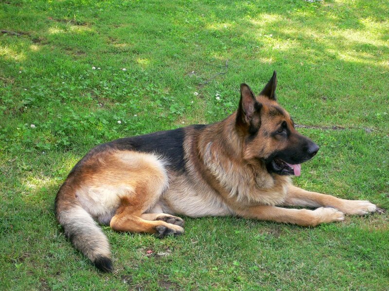 German Shepherd Dog — Green, Calm, Afternoon, Photograph, Grass, Sunlight