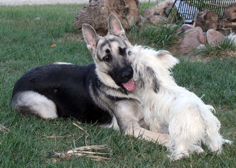 German Shepherd Dog — Green, Calm, Afternoon, Photograph, Grass, Tree Stump