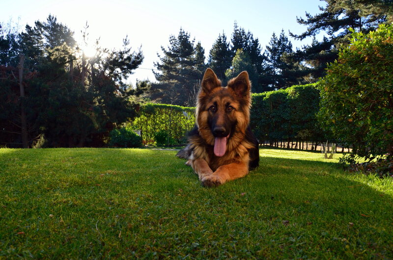 German Shepherd Dog — Green, Calm, Afternoon, Photograph, Grass, Trees, Hedge
