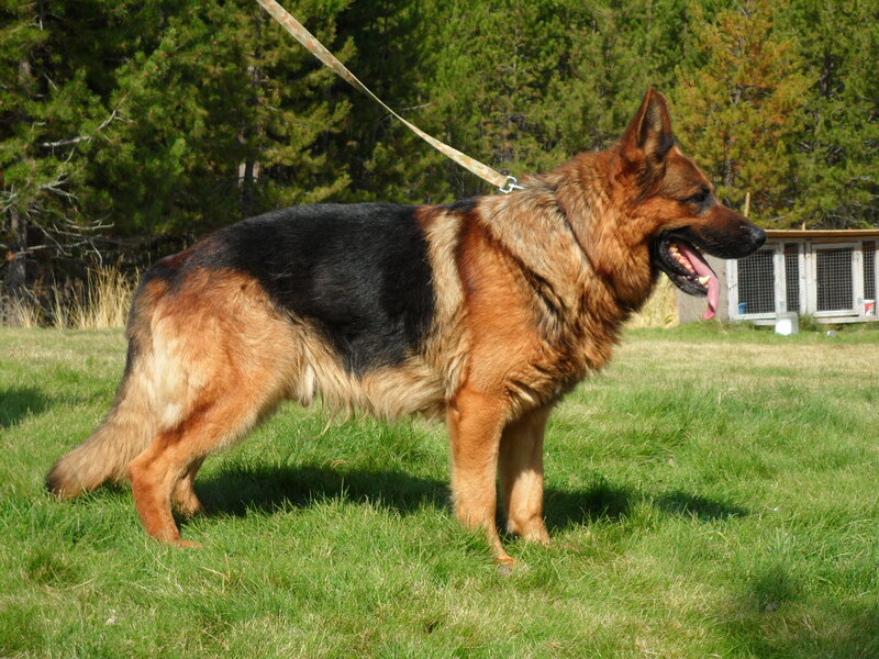 German Shepherd Dog — Green, Calm, Afternoon, Photograph, Grass, Trees, Leash