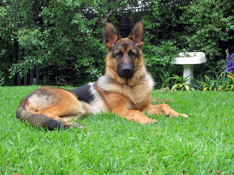 German Shepherd Dog — Green, Calm, Afternoon, Photograph, Grass, Trees, Sink