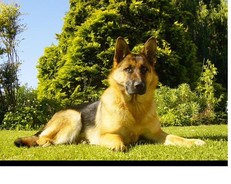 German Shepherd Dog — Green, Calm, Afternoon, Photograph, Grass, Trees, Sky