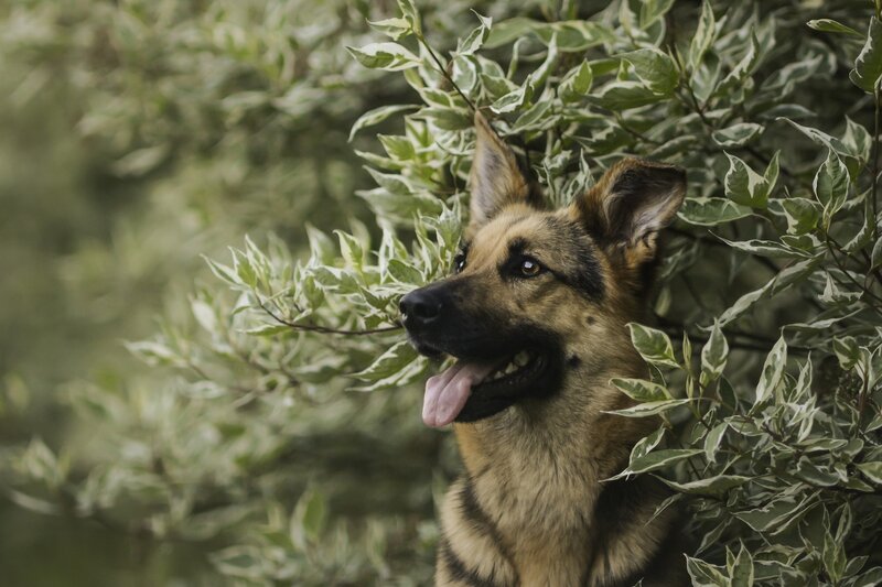 German Shepherd Dog — Green, Calm, Afternoon, Photograph, Leaves