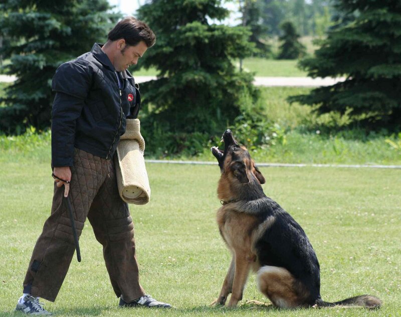 German Shepherd Dog — Green, Calm, Afternoon, Photograph, Man