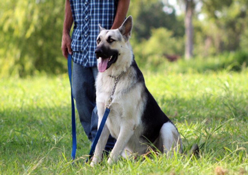 German Shepherd Dog — Green, Calm, Afternoon, Photograph, Person