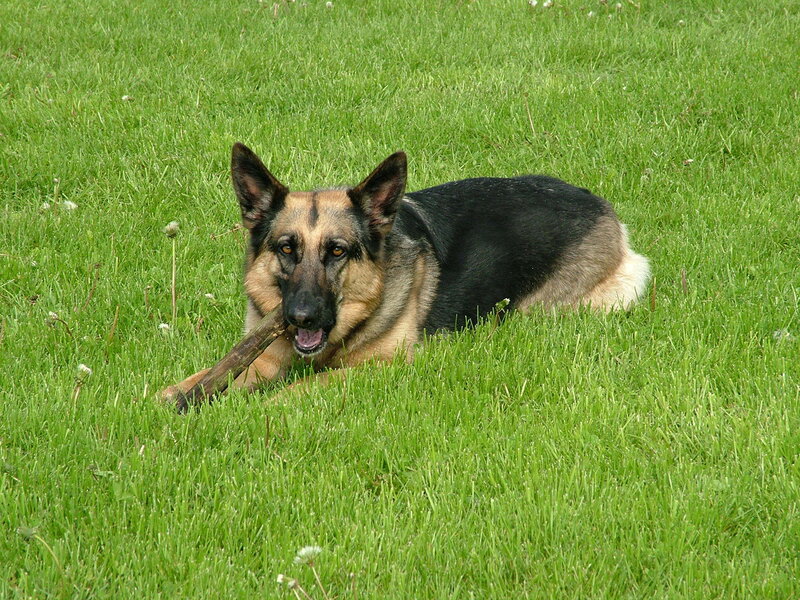 German Shepherd Dog — Green, Calm, Afternoon, Photograph, Stick