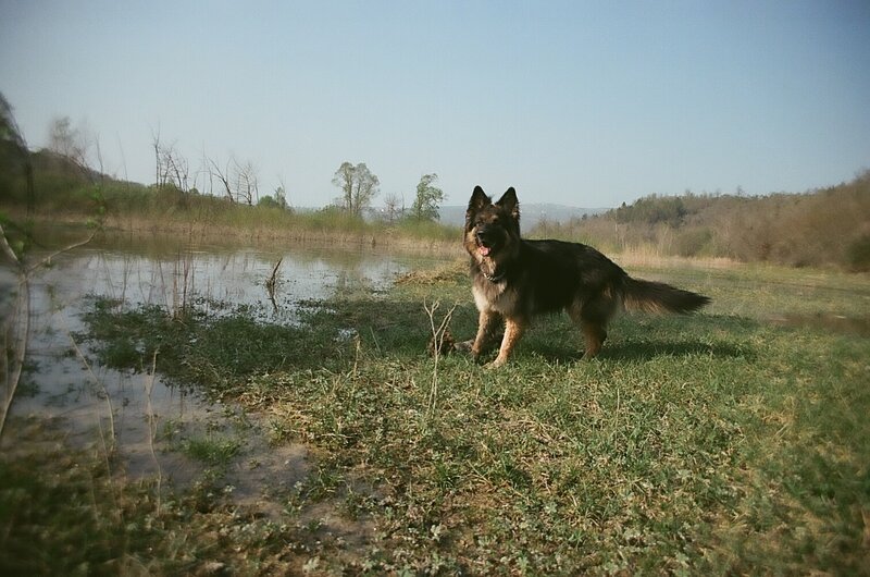 German Shepherd Dog — Green, Calm, Afternoon