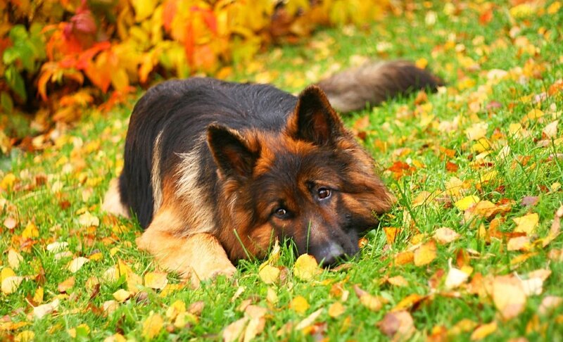 German Shepherd Dog — Green, Calm, Autumn, Photograph, Grass, Leaves