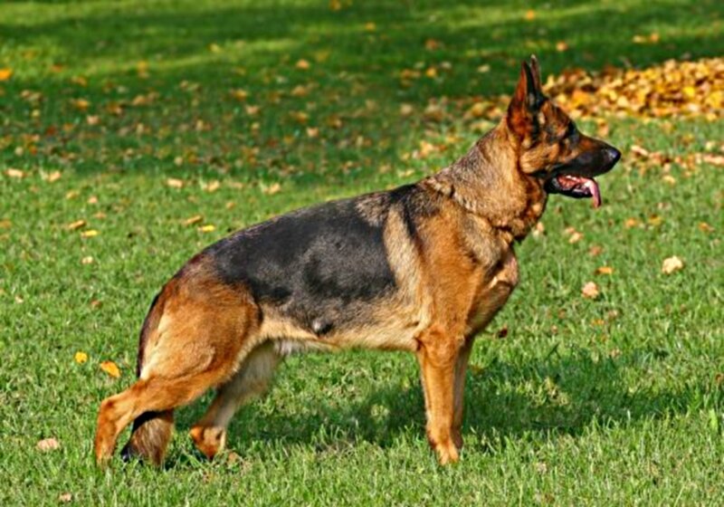 German Shepherd Dog — Green, Calm, Autumn, Photograph, Grass