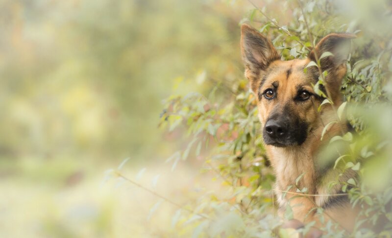 German Shepherd Dog — Green, Calm, Autumn, Photograph, Leaves