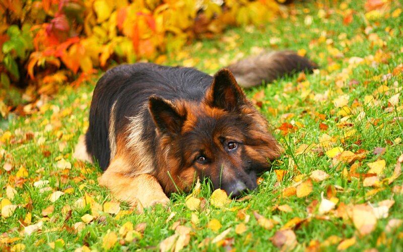 German Shepherd Dog — Green, Calm, Autumn