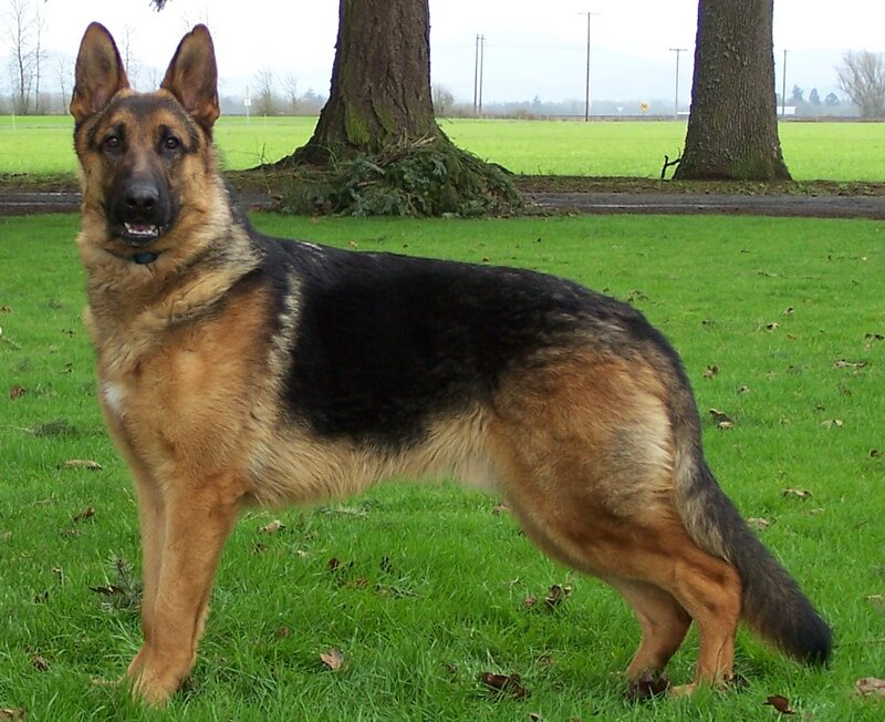 German Shepherd Dog — Green, Calm, Morning, Photograph