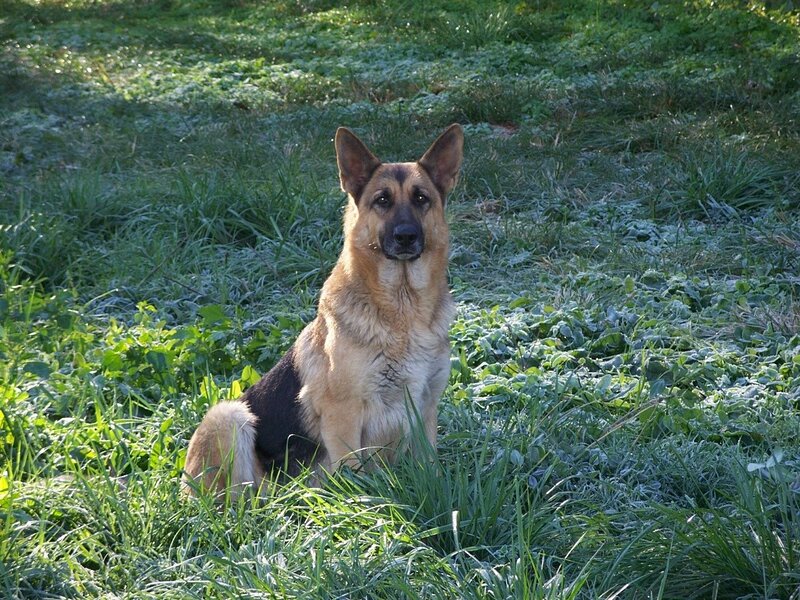 German Shepherd Dog — Green, Calm, Morning