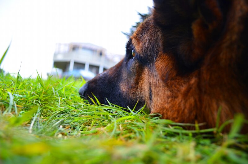 German Shepherd Dog — Green, Calm, Photograph, Grass