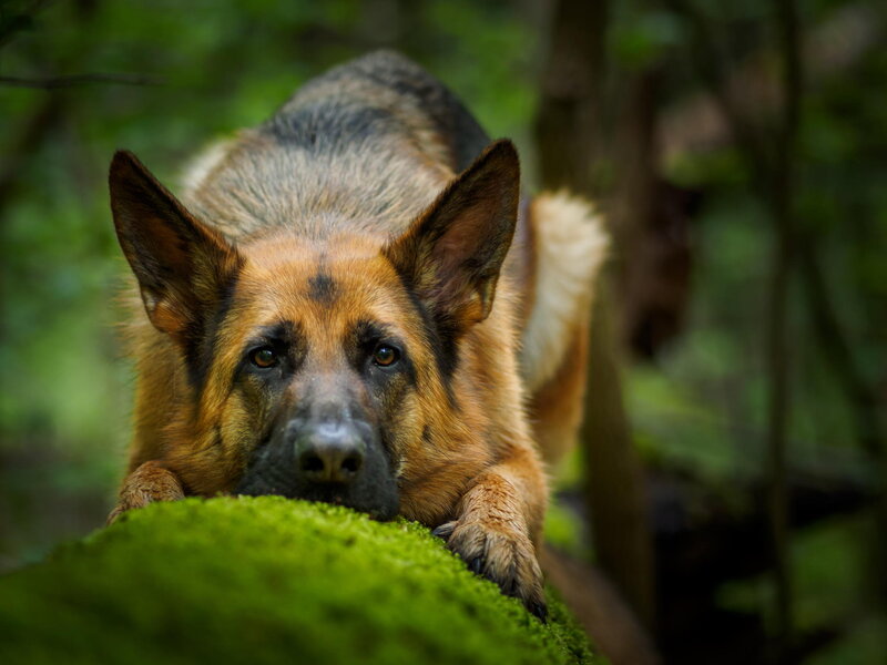 German Shepherd Dog — Green, Calm, Photograph