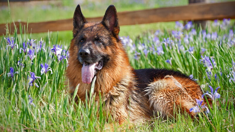 German Shepherd Dog — Green, Calm, Spring, Photograph, Flowers