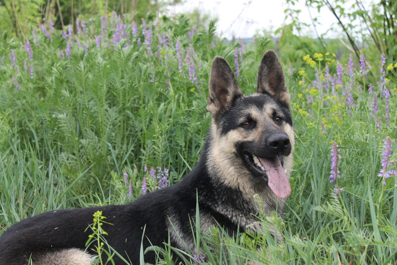 German Shepherd Dog — Green, Calm, Spring, Photograph