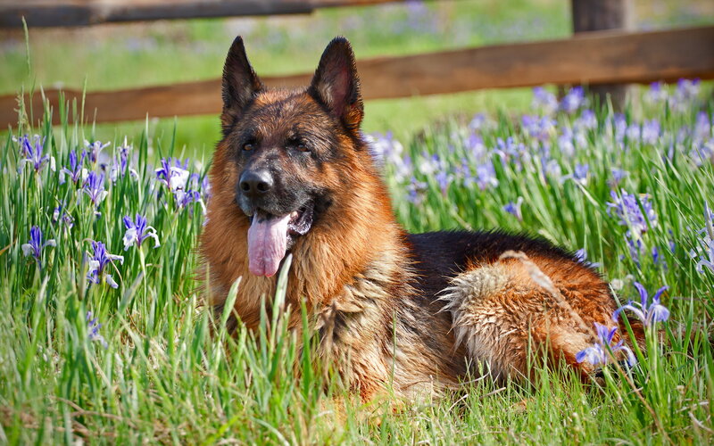 German Shepherd Dog — Green, Calm, Spring