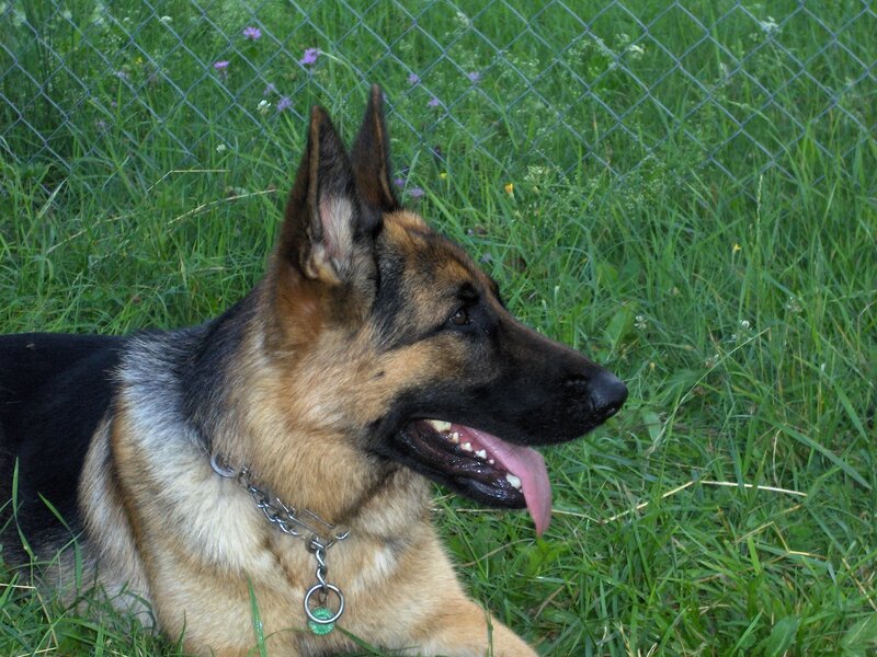 German Shepherd Dog — Green, Calm, Summer, Photograph, Grass