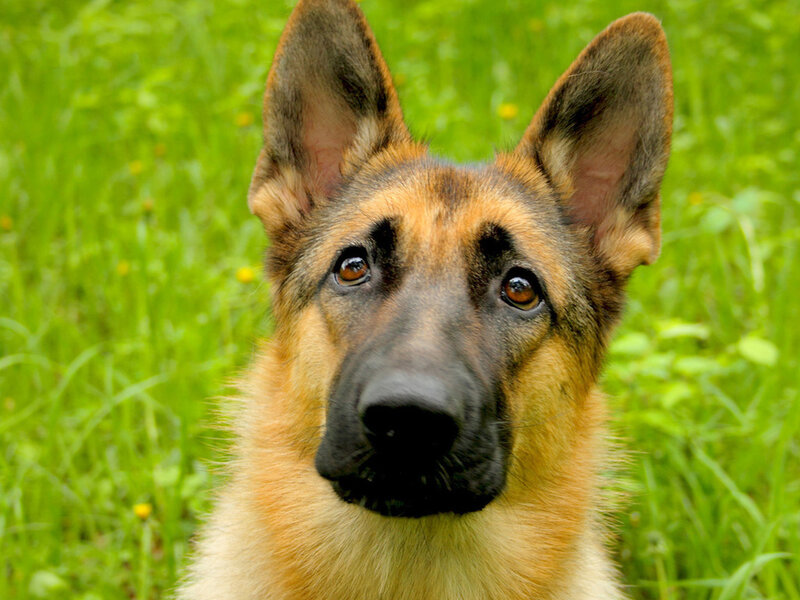 German Shepherd Dog — Green, Calm, Summer, Photograph
