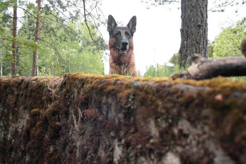 German Shepherd Dog — Green, Calm, Summer, Photograph, Tree Trunk