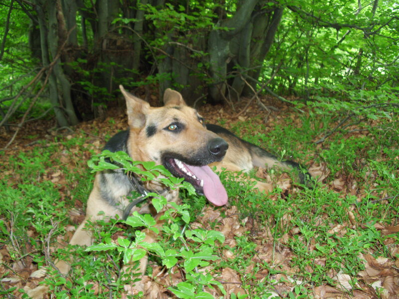 German Shepherd Dog — Green, Calm, Summer