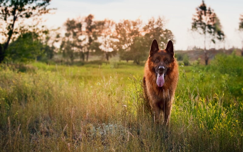 German Shepherd Dog — Green, Calm, Sunset