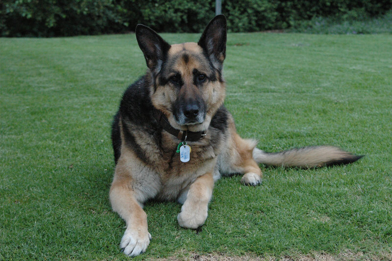 German Shepherd Dog — Green, Calm