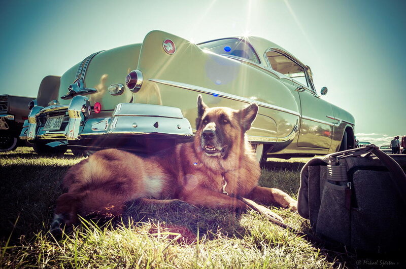 German Shepherd Dog — Green, Dramatic, Afternoon