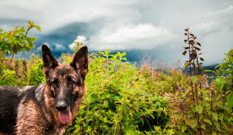 German Shepherd Dog — Green, Dramatic, Photograph