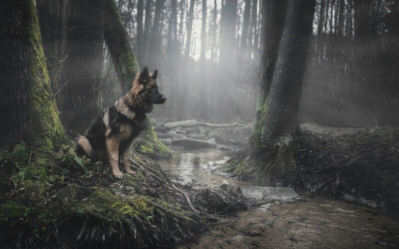 German Shepherd Dog — Green, Misty