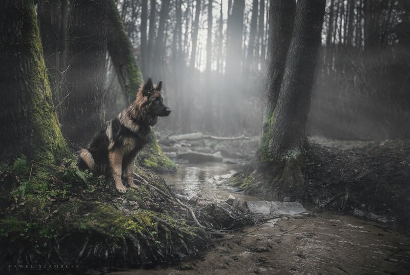 German Shepherd Dog — Green, Moody