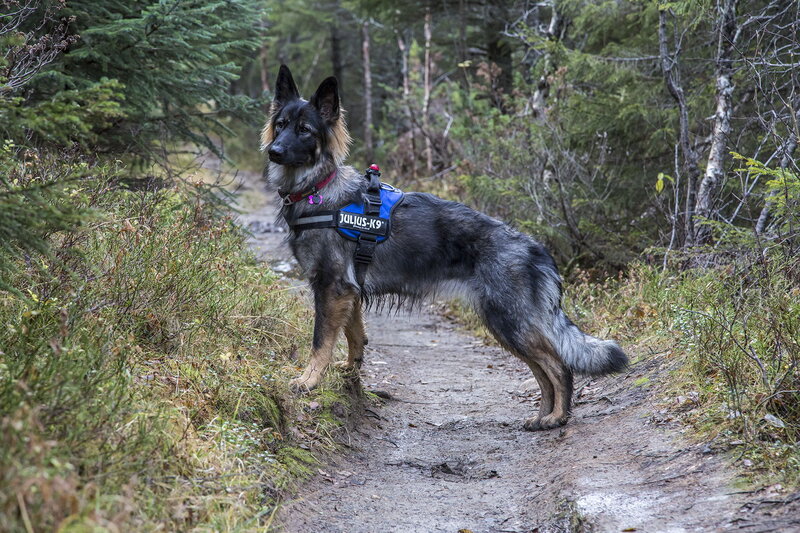 German Shepherd Dog — Green, Natural