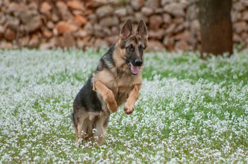 German Shepherd Dog — Green, Playful