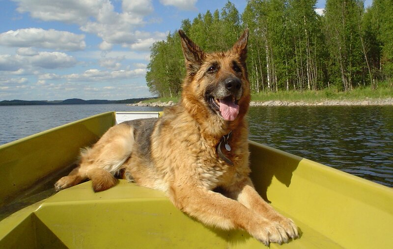 German Shepherd Dog — Green, Serene, Afternoon, Photograph, Boat