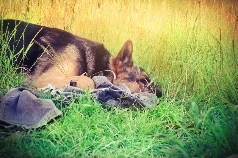 German Shepherd Dog — Green, Serene, Afternoon, Photograph, Grass