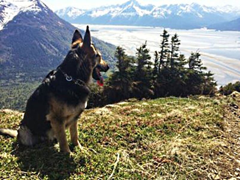 German Shepherd Dog — Green, Serene, Afternoon, Photograph, Mountains