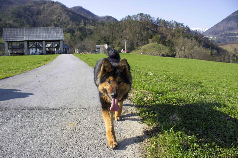 German Shepherd Dog — Green, Serene, Afternoon, Photograph, Road